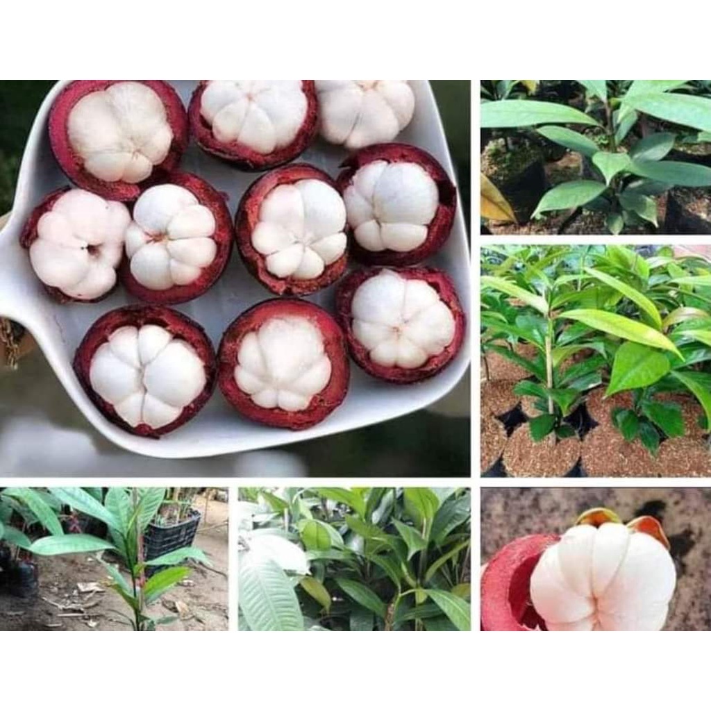 Cây Giống Măng Cụt Cây To Giống Chuẩn