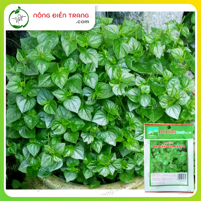 Hạt Giống Rau Càng Cua Phú Nông - Gói 0.5g - Dễ Trồng, Cây To, Sinh trưởng khỏe, Kháng bệnh tốt VTNN Nông Điền Trang