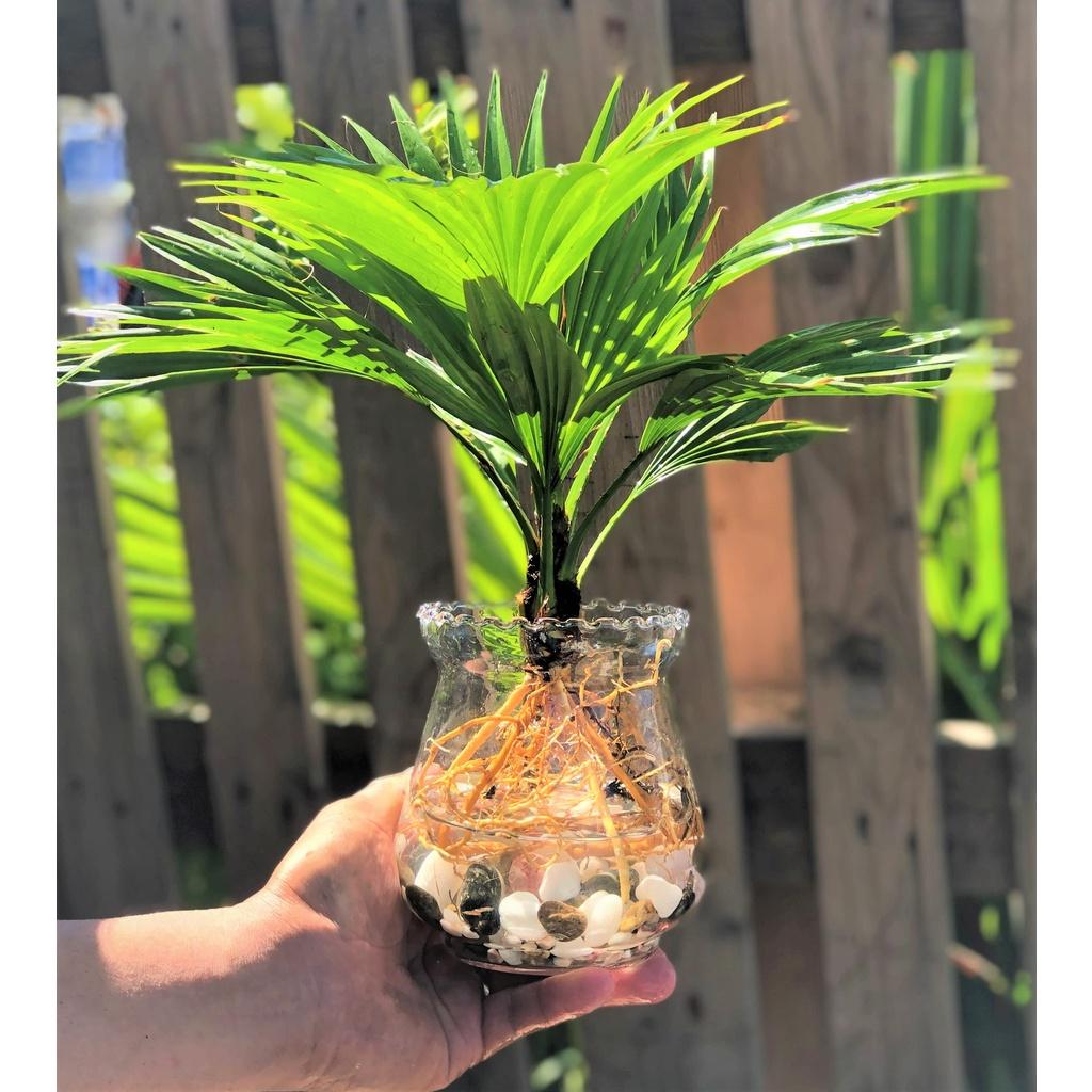 Chậu thủy tinh cây cọ Pháp thủy canh