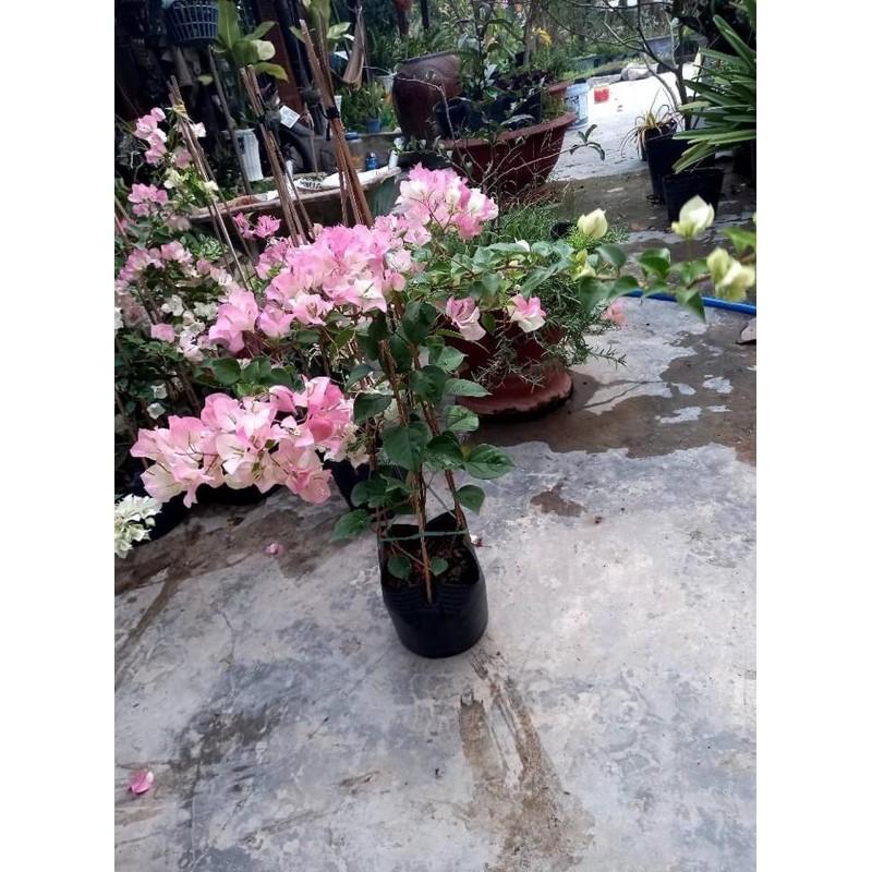 HOA GIẤY PHỚT HỒNG CÂY SẴN HOA