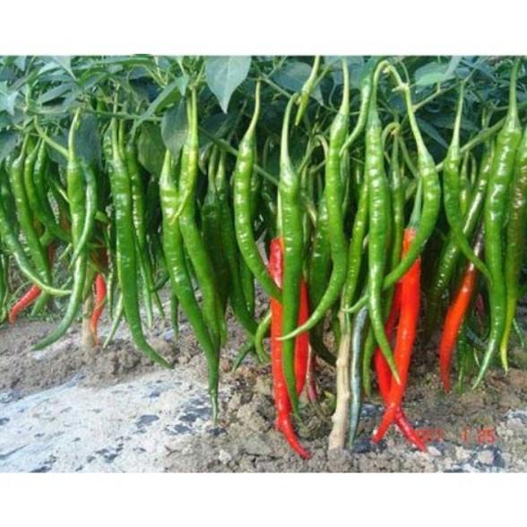 30 hạt Ớt chỉ địa Hàn Quốc F1 quả 14-18cm