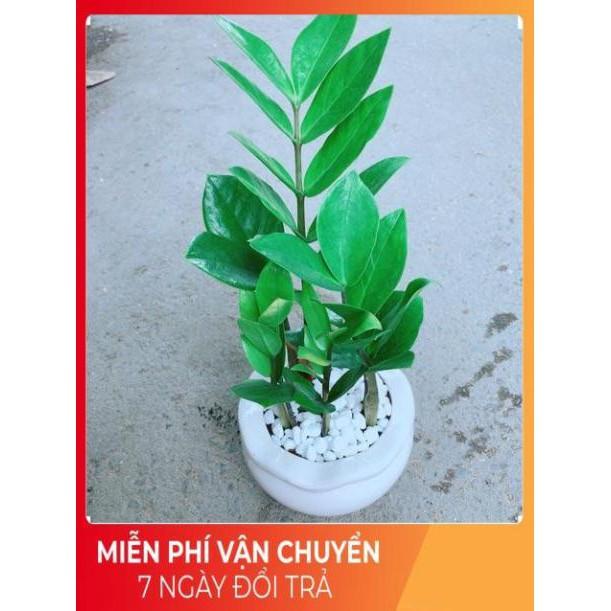 Chậu Kim Tiền Thái