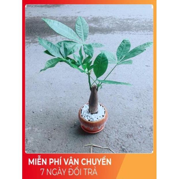 Chậu Kim Ngân 1 Thân