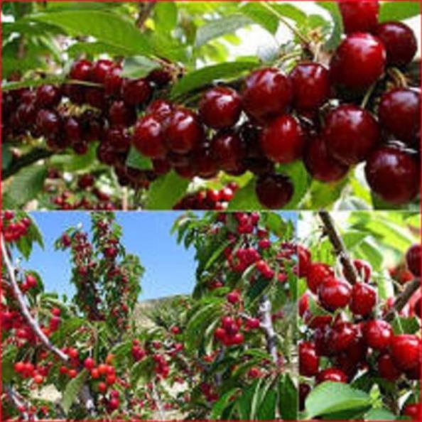 Cây giống Chery brazil cây giống chuẩn F1