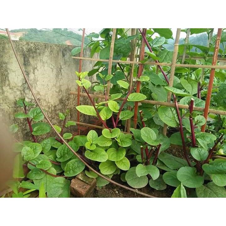 Hạt Giống Rau Mồng Tơi Tím F1 KNS3103 - Gói 3gram