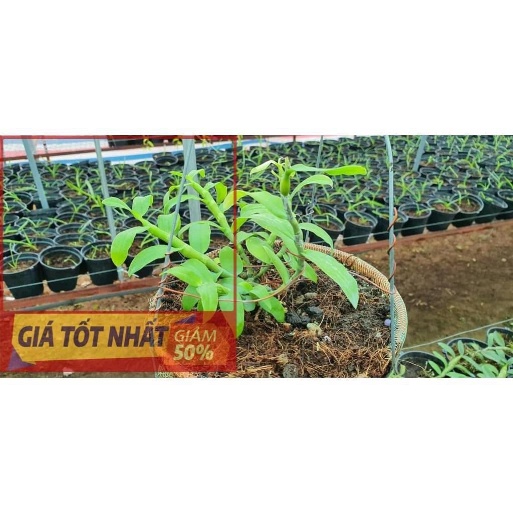 Chậu LAN PHI ĐIỆP 5 CÁNH TRẮNG THIÊN HOA