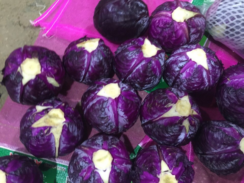 1Gr Hạt Giống Bắp Cải Tím Red