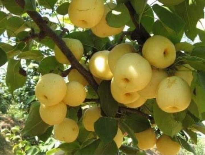 Cây giống lê vàng