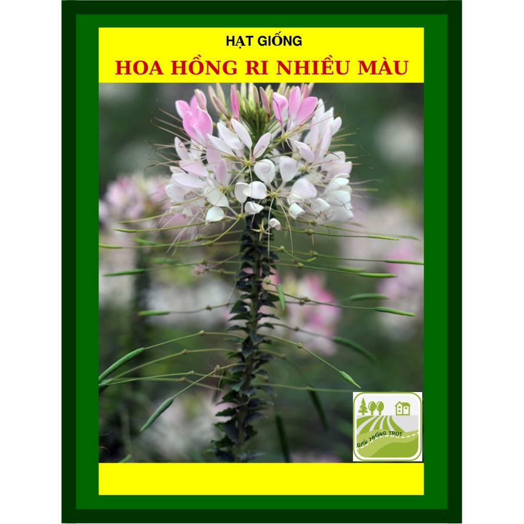 Hạt Giống Hoa Hồng Ri Nhiều Màu 10 Hạt