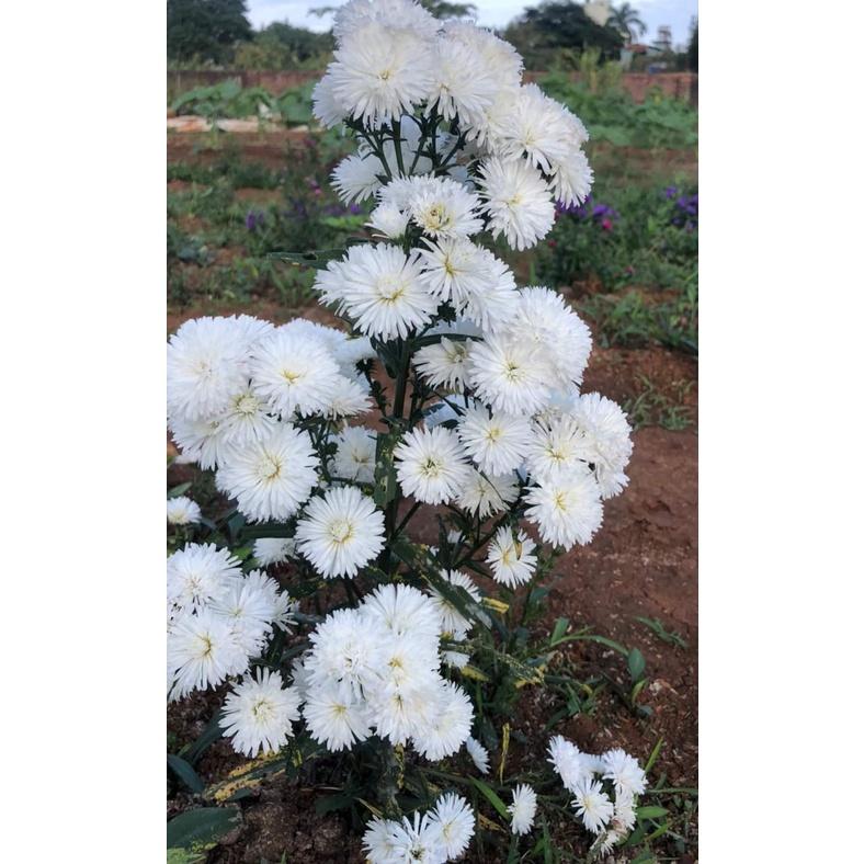 Hoa thạch thảo kép lùn siêu hoa đủ màu - cây giống nhỏ ươm bầu