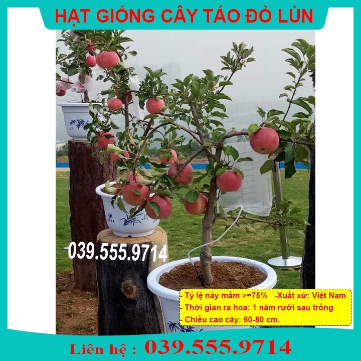 HẠT GIỐNG TÁO ĐỎ LÙN - CÂY TRỒNG CHẬU