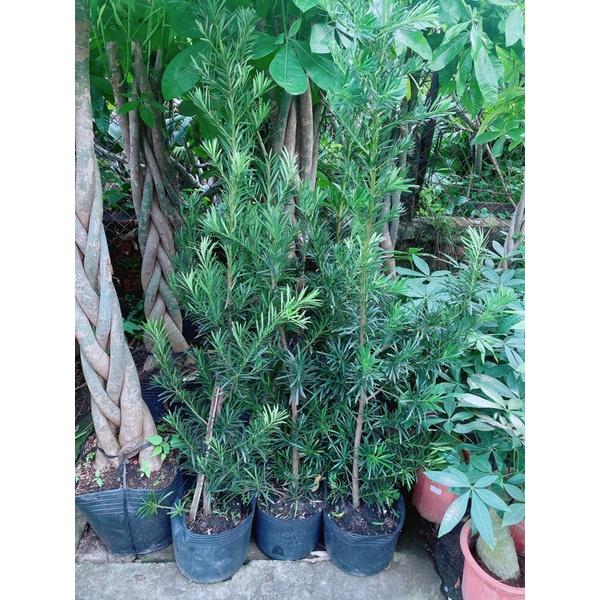 Tùng La Hán Hàng Lớn