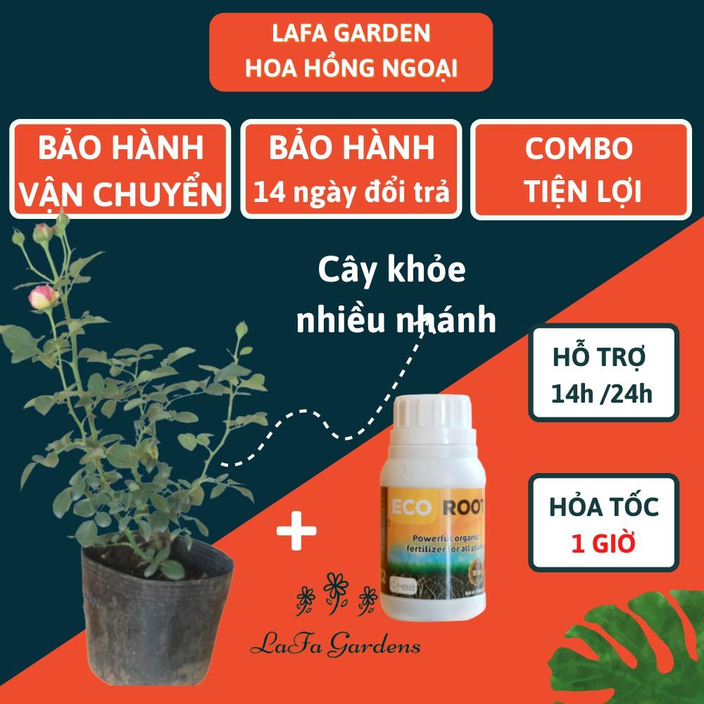 Hoa hồng leo LAFA GARDEN cao 45-60cm, cây có bầu đất khỏe, tặng kèm phân bón hữu cơ ECO ROOT, Combo phân bón hoa hồng