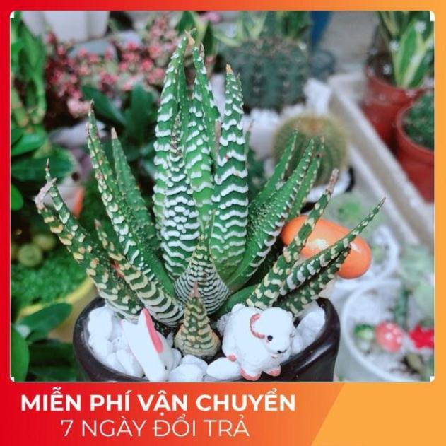 Chậu Móng Rồng