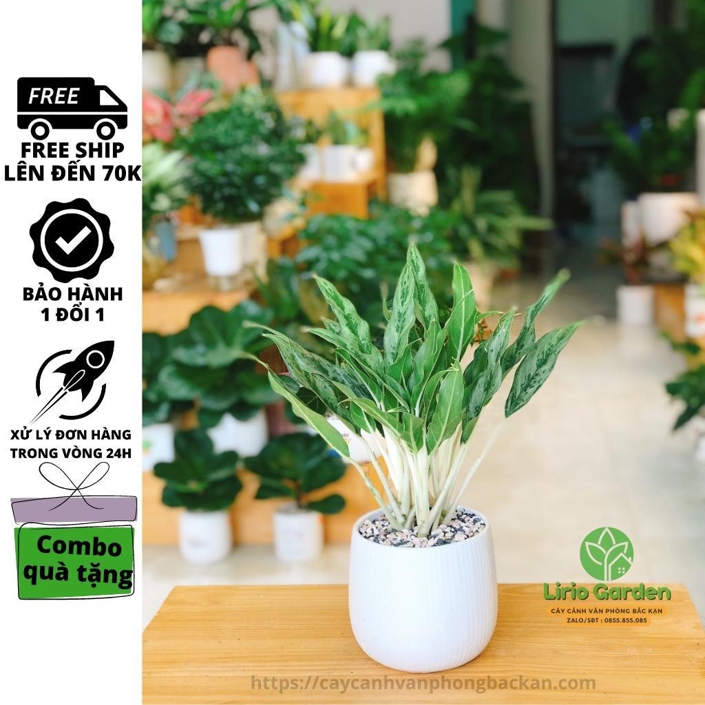 Cây giữ tiền