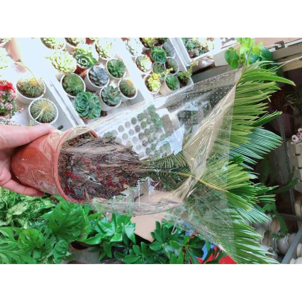 Cây vạn tuế Bán Chạy
