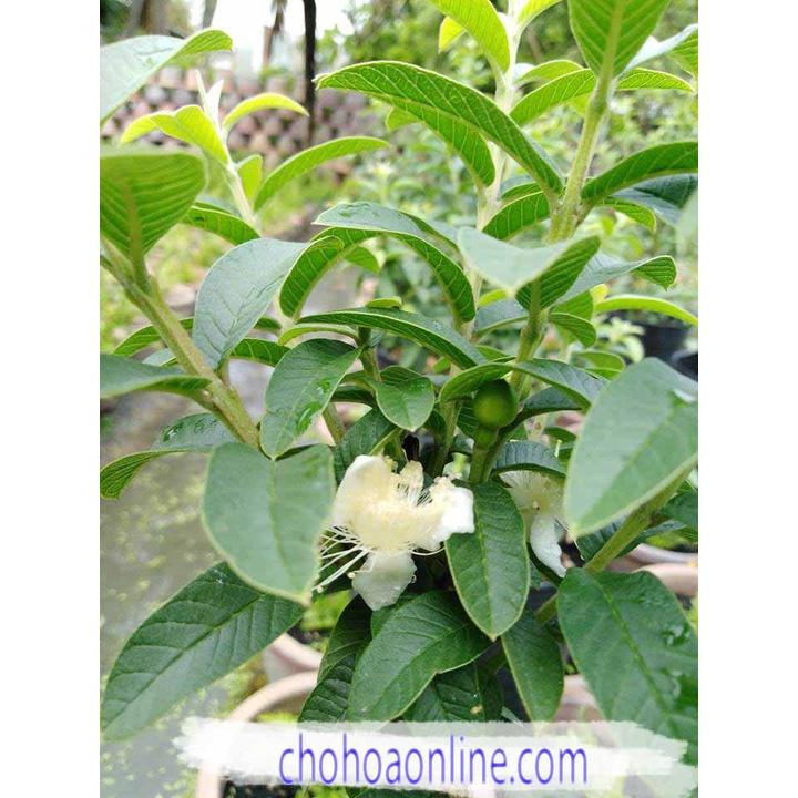 Cây Giống Ổi Sẻ