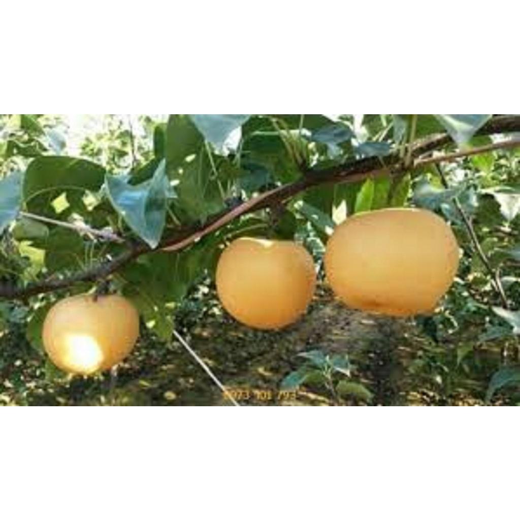 CÂY GIỐNG LÊ VÀNG SIÊU TRÁI.