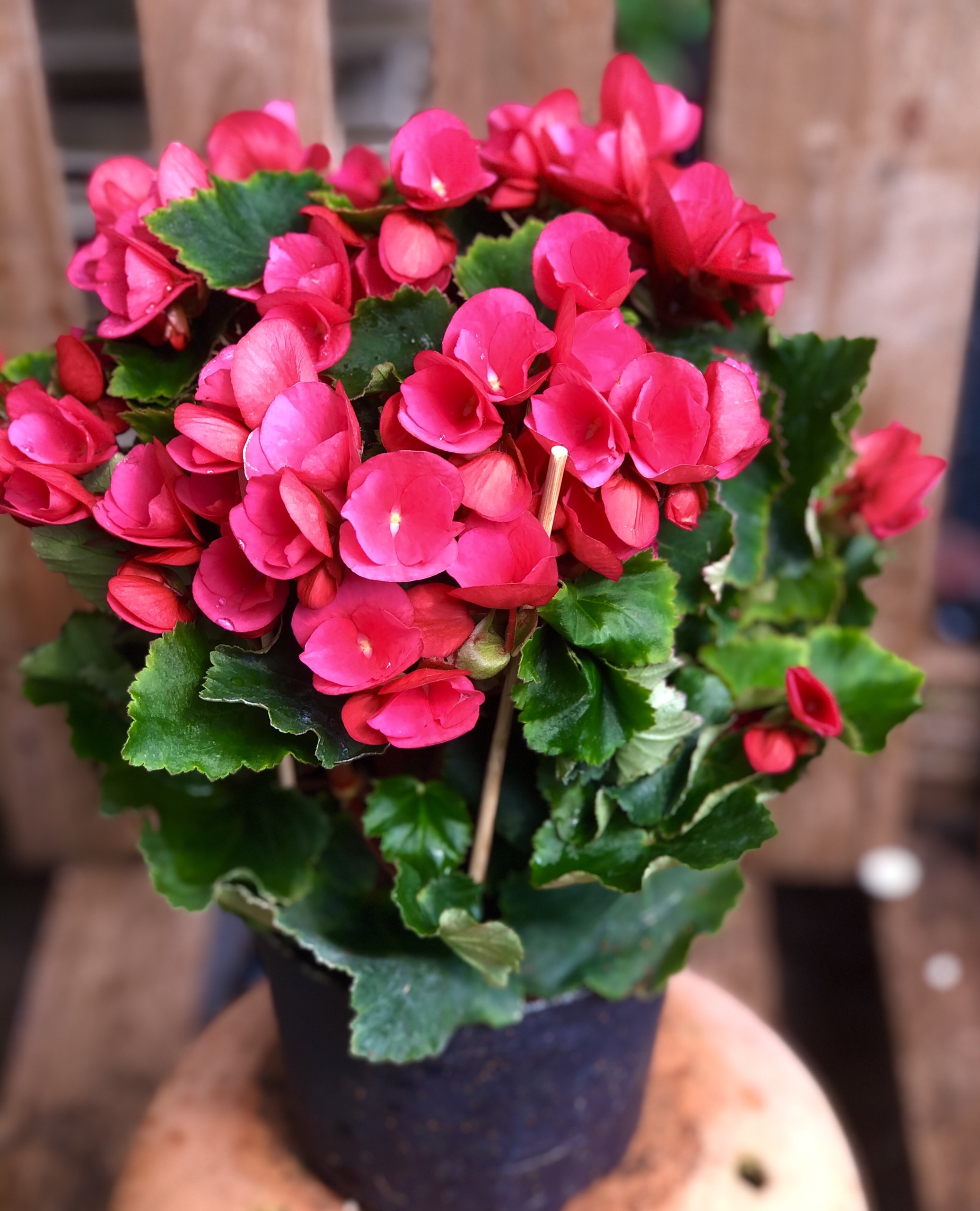 Chậu hoa thu hải đường hoa màu đỏ Bersebas red