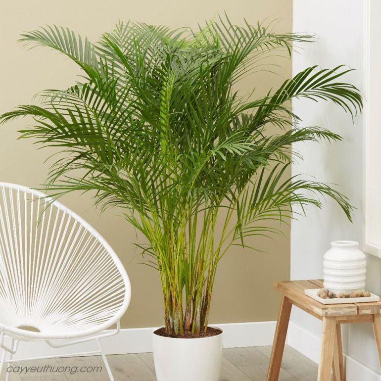 CAU HAWAI , CÂY NỘI THẤT PHONG THỦY