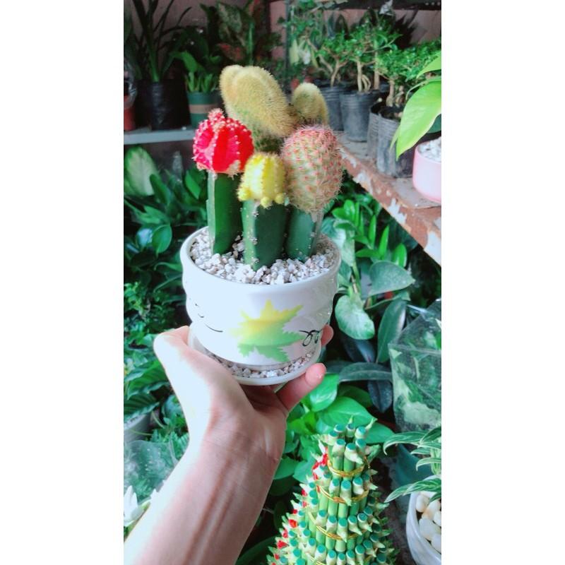 Chậu Xương Rồng