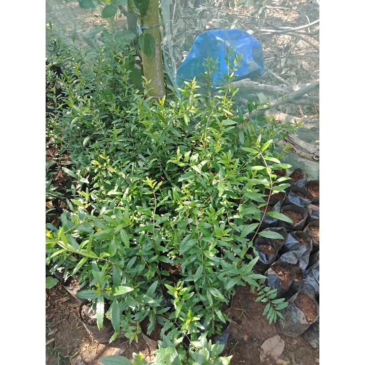 Cây Lựu Tím trồng chậu