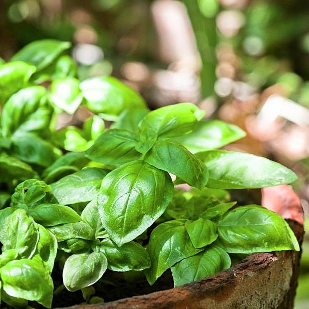 Hạt giống Basil gói 2gr - Chịu nhiệt, rất dễ trồng