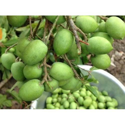 CÂY GIỐNG CÂY TRÁM XANH CAO SẢN, CAM KẾT GIỐNG CHUẨN F1