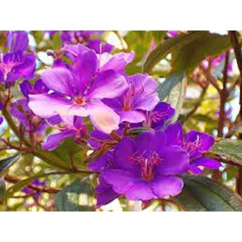 Cây giống hoa mua úc , hoa sim úc