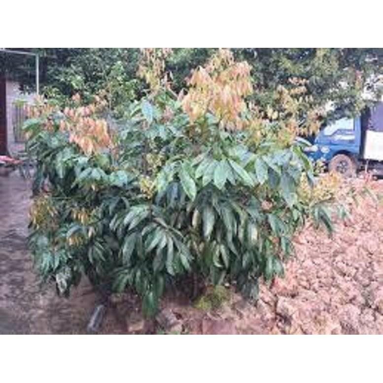 Cây giống VẢI THIỀU CHIẾT Cây giống chuẩn F1 gửi đi nguyên bầu