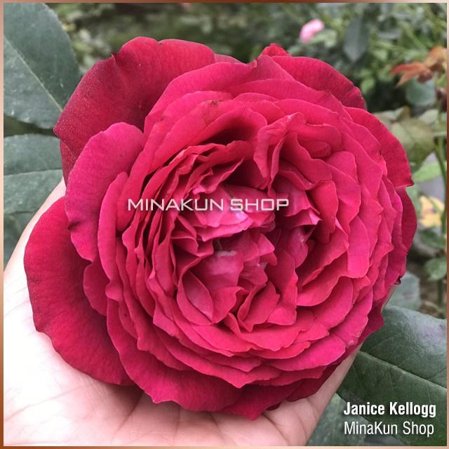Hoa hồng ngoại Janice Kellogg siêu thơm , bông cực to - cây giống rễ trần