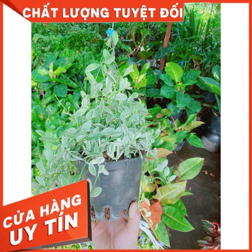 Chậu cây hạt dưa Nhiều Người Mua