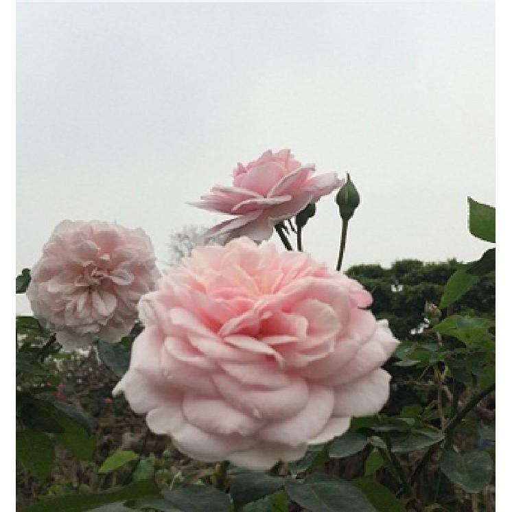 Hạt giống hoa hồng vân khôi 20 hạt/gói