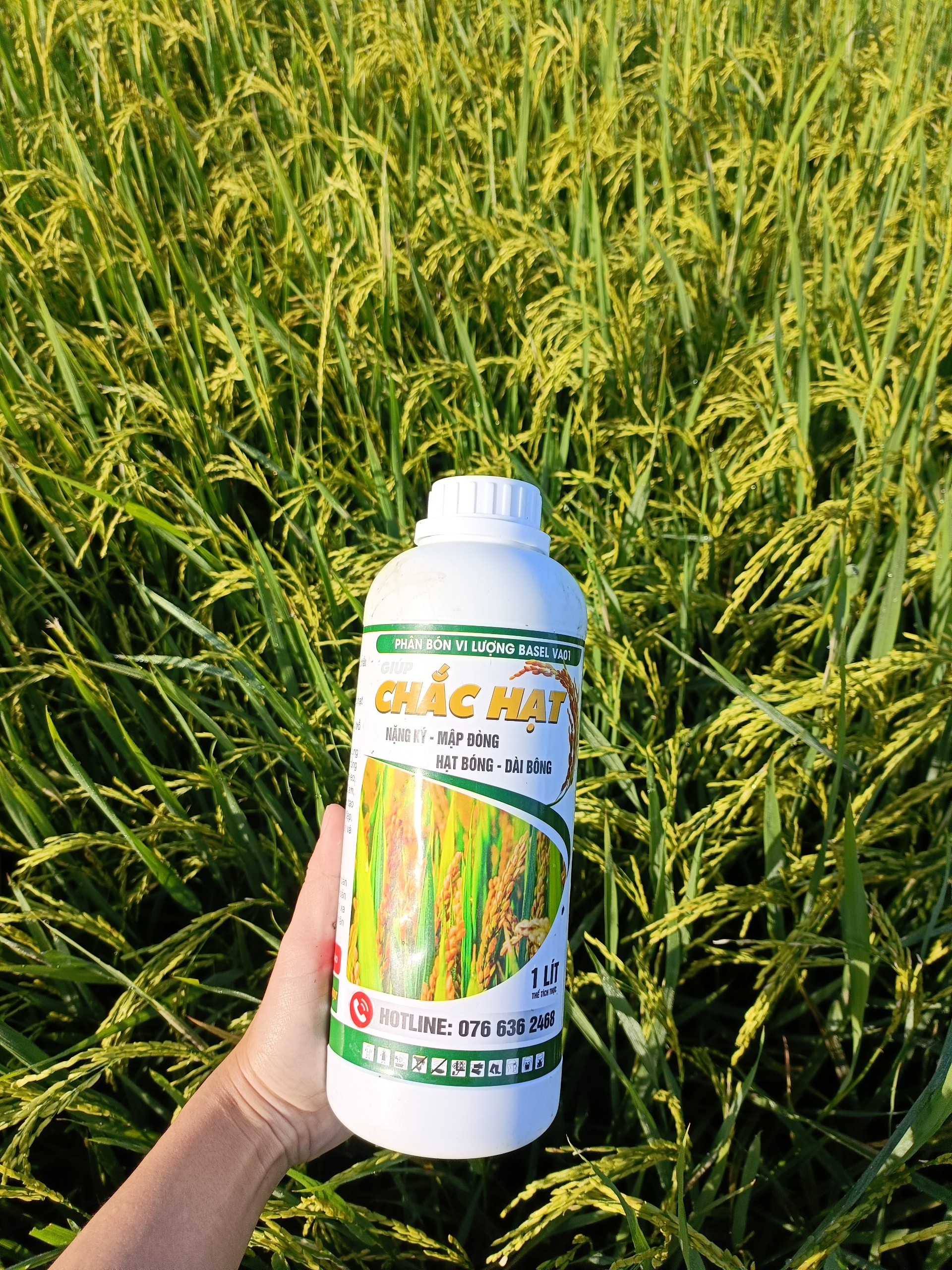 PHÂN BÓN GIÚP HẠT LÚA CHÍN CHẮC TỚI CẬY, NO TRÒN, NẶNG KÍ - CHẮC HẠT 1L