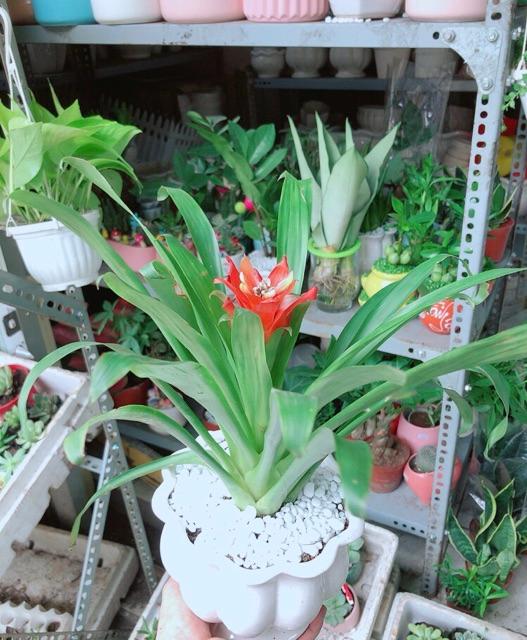 Chậu Phong Lộc Hoa