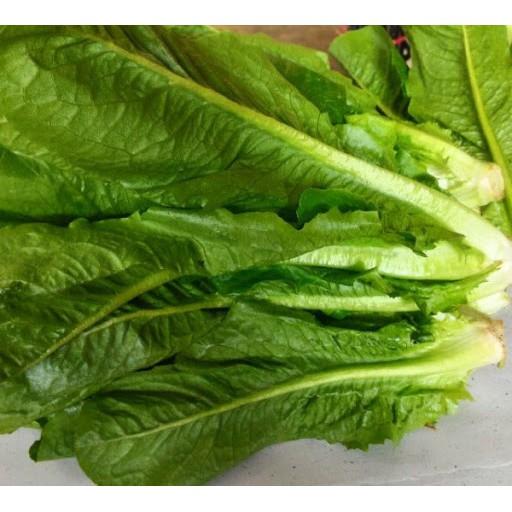 Hạt Giống Xà Lách Romaine Chịu Nhiệt 2 Gram