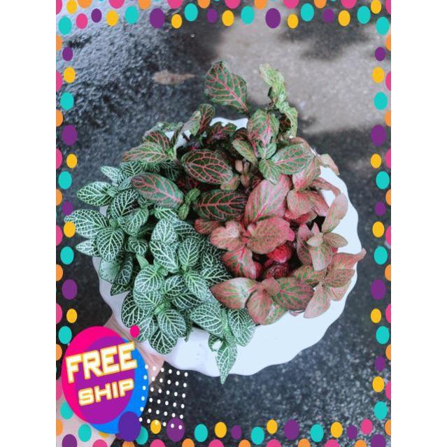 Chậu Cây Cẩm Nhung Mix Đủ Màu