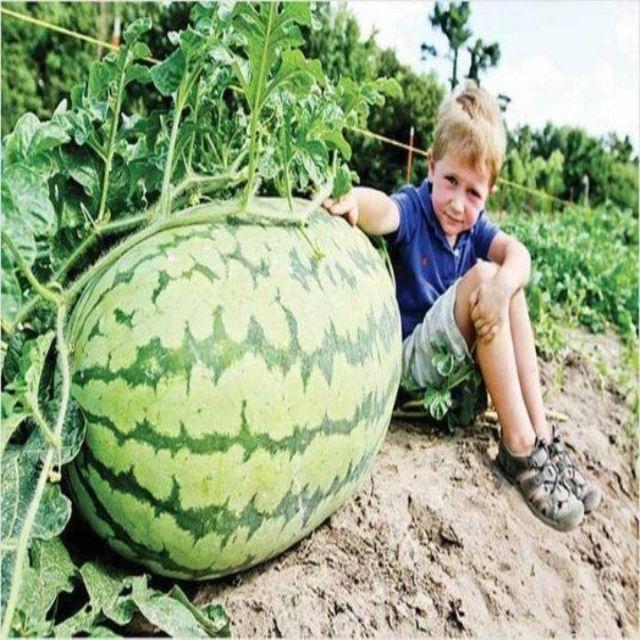 149A Gói 10 hạt giống dưa hấu khổng lồ