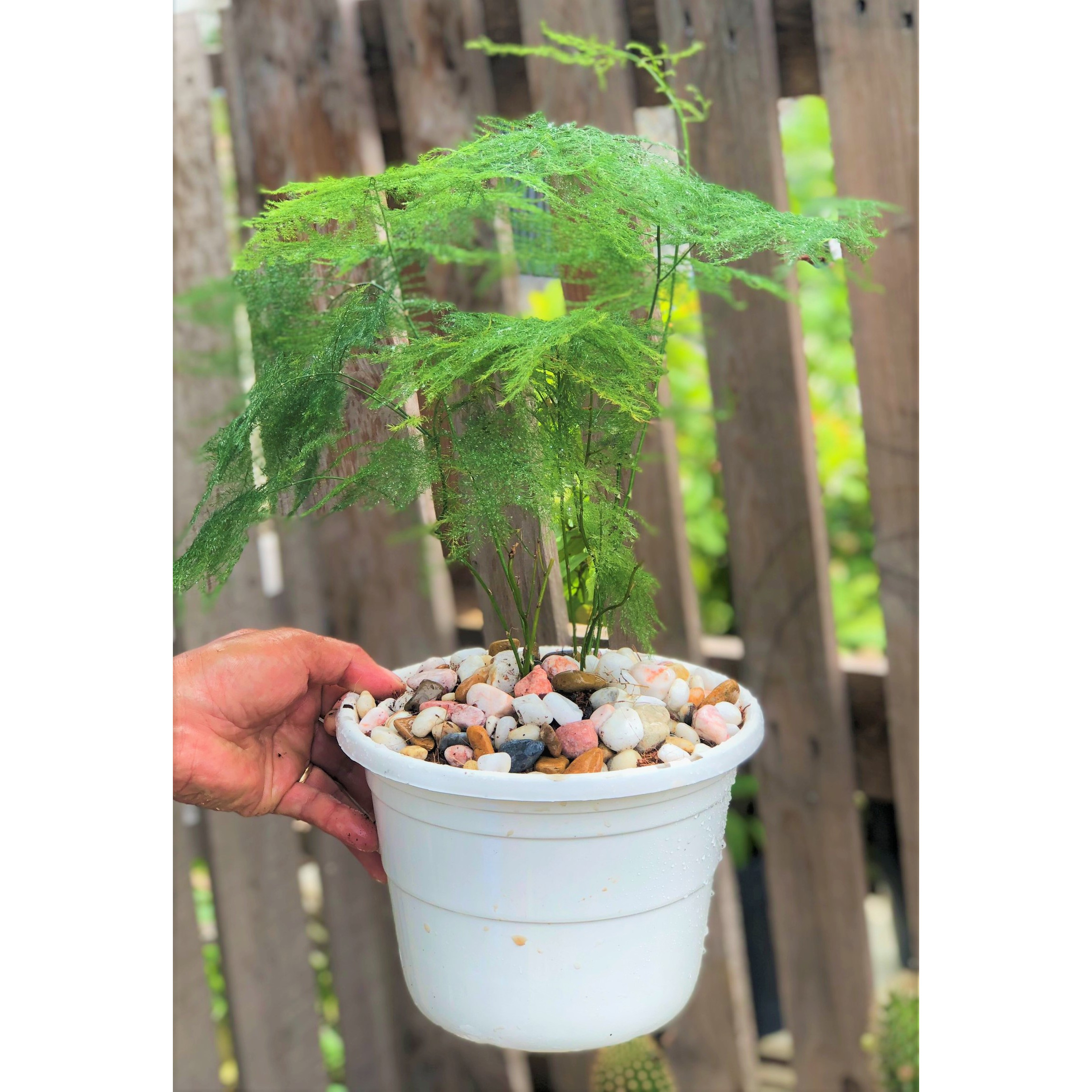 Chậu cây Thủy Tùng