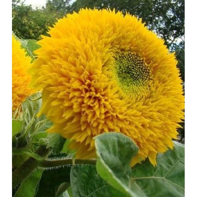 Hạt Giống Hoa Hướng Dương Kép Vàng Cam KNS3642 - Gói 20 hạt