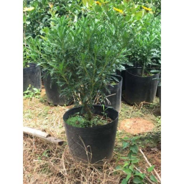 CÚC THÂN GỖ
