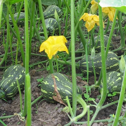 Hạt Giống Bí Hạt Đậu Trái Ngắn Thịt Dày, Ăn Thơm Ngon - Gói 10 Hạt