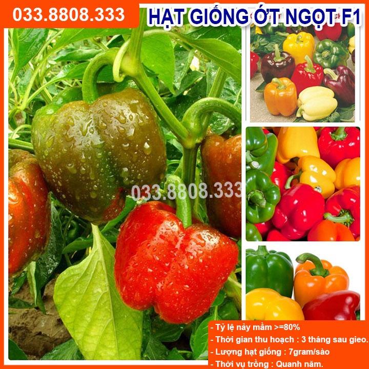 Hạt Giống Ớt Chuông - Quả To Tròn Nhiều Màu