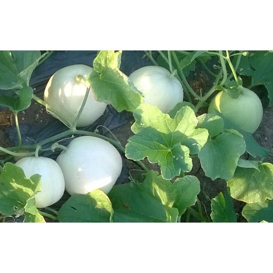 GÓI 20 HẠT GIỐNG DƯA LÊ TRẮNG SIÊU TRÁI - SIÊU NGỌT F1