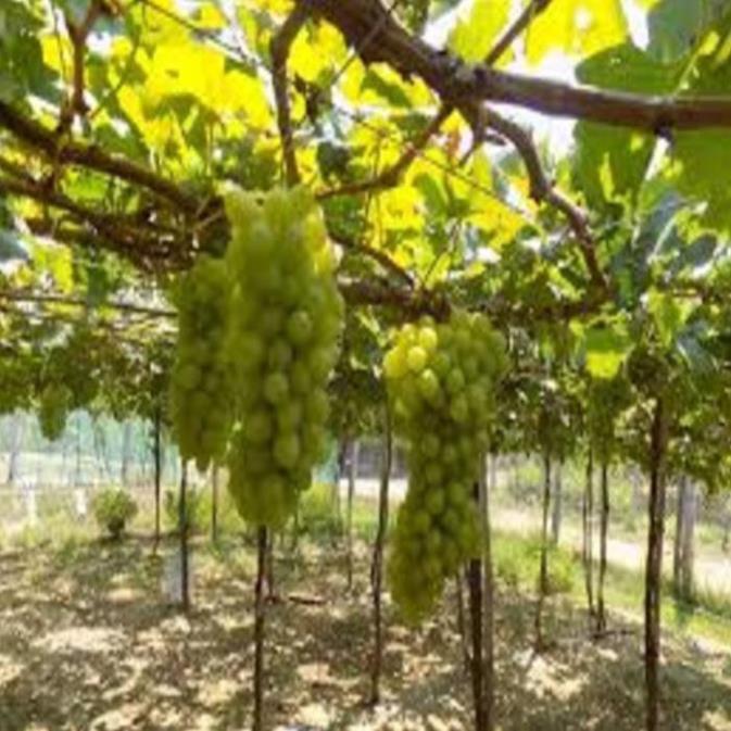 Cây giống nho xanh Ninh Thuận cây giống chuẩn cho năng suất cao