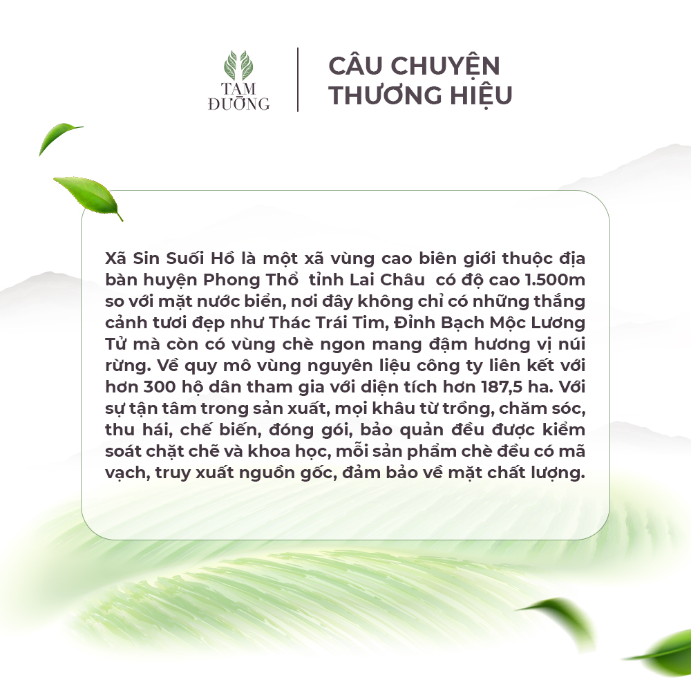 Hồng Trà Sin Suối Hồ Chính Hiệu Tam Đường