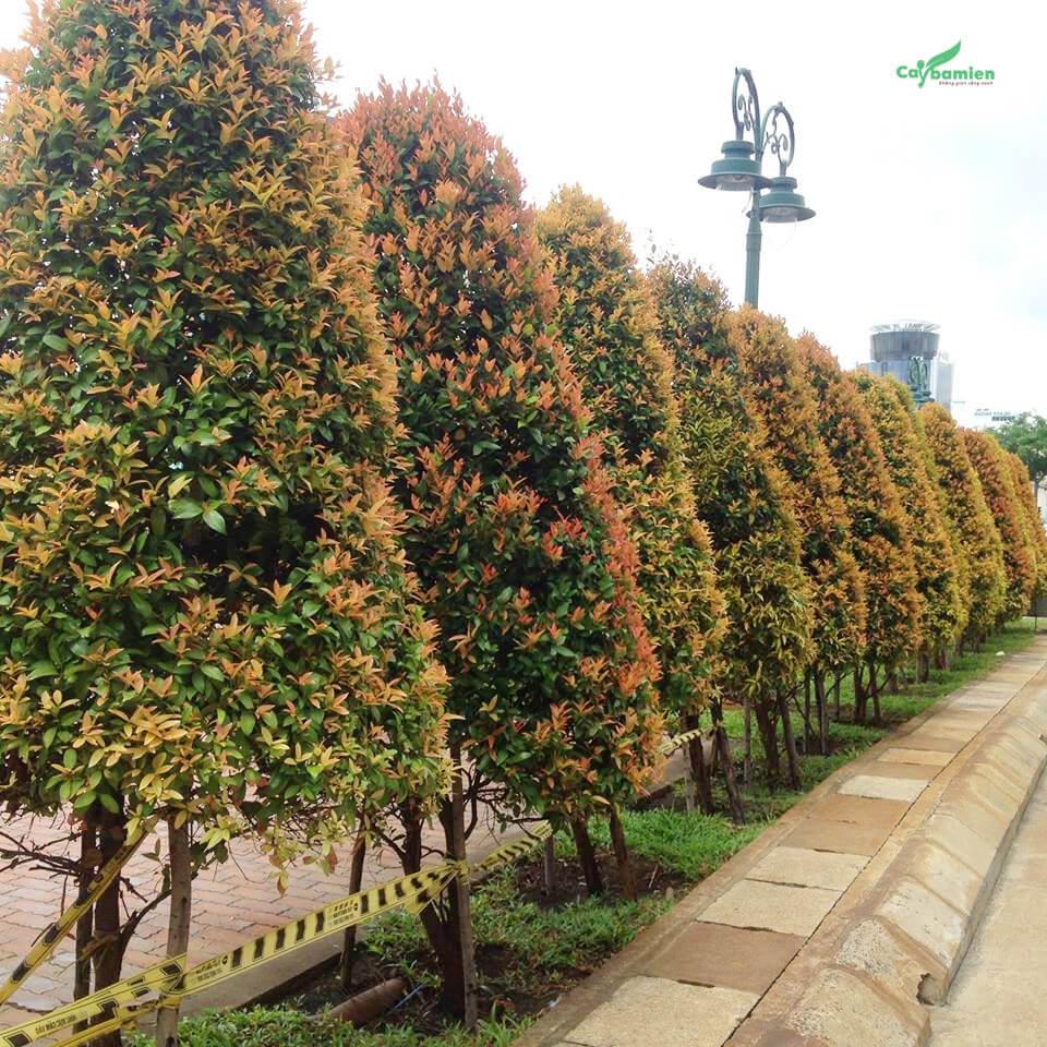 CÂY HỒNG LỘC - cây lớn