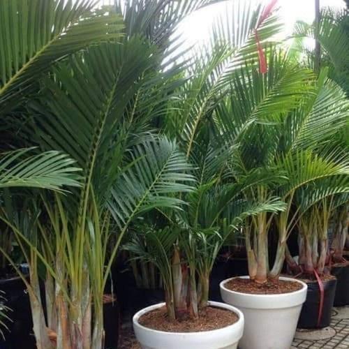 CAU LỤA VÀNG , CHẬU CÂY ĐẸP THANH LỌC KHÔNG KHÍ