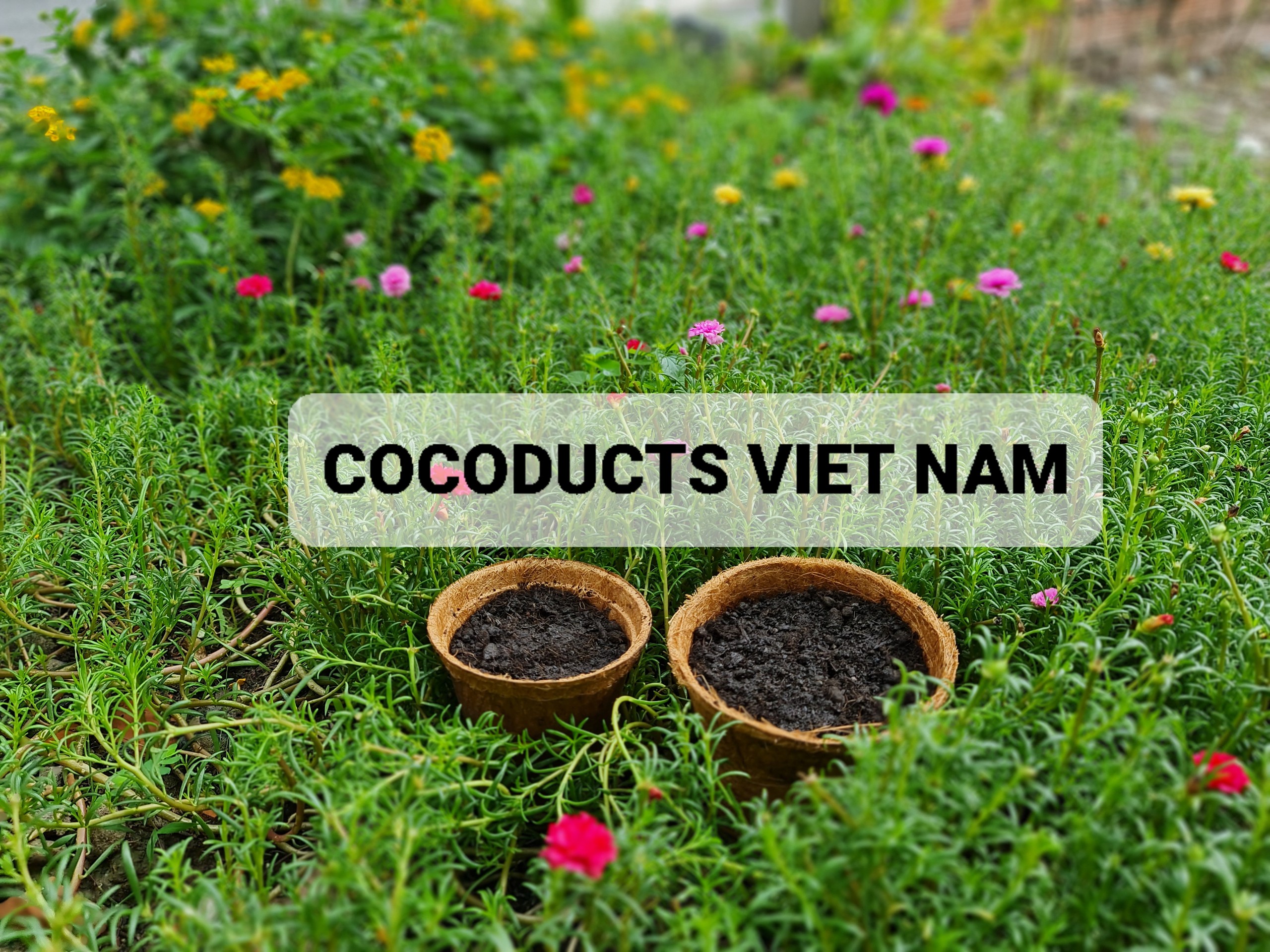 Mix hoa mười giờ & Coir Pot siêu dễ thương