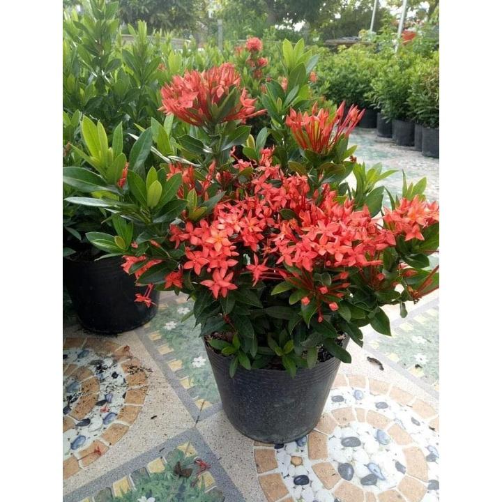 CÂY giống TRANG ĐỎ - HOA MẪU ĐƠN
